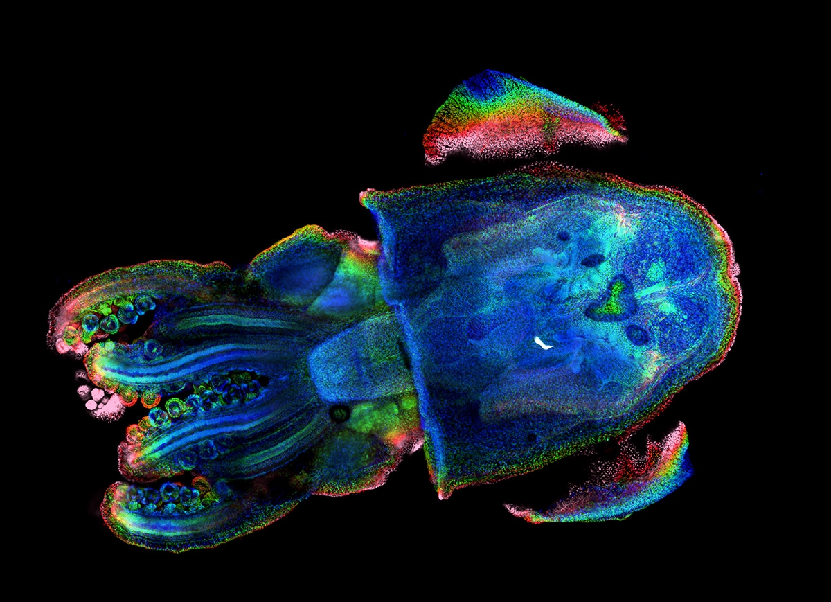 MBL Imagers Take Honors in Microscopy Contests Marine Biological